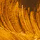 Transparent Earth Yellow